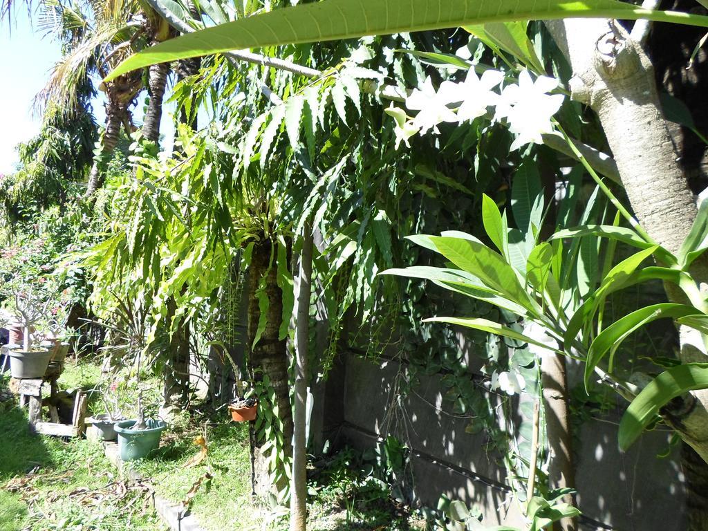 Hotel Bali Aman Darling House Canggu Exteriér fotografie